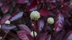 Alternanthera brasiliana