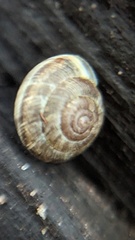 Xeroplexa intersecta