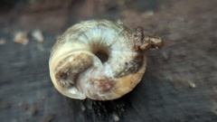 Xeroplexa intersecta