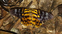 Dysphania subrepleta