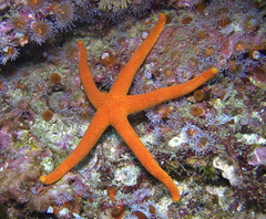 Henricia