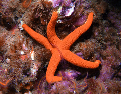 Henricia