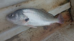 Plagioscion