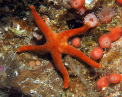 Henricia