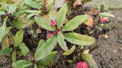 Euphorbia milii