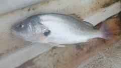 Plagioscion