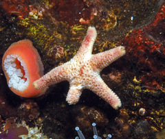 Henricia