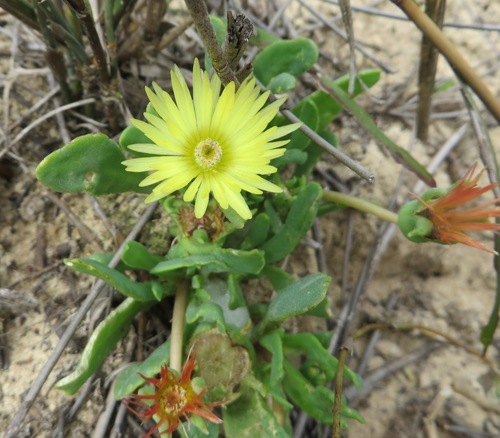 Image of Hymenogyne glabra by (c) linkie, some rights reserved (CC BY)