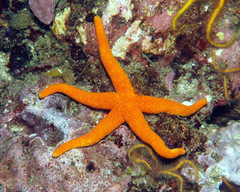 Henricia