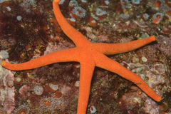 Henricia