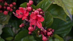 Clerodendrum splendens