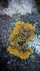 Variospora flavescens