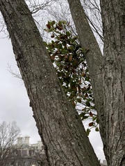 Phoradendron leucarpum