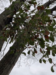 Phoradendron leucarpum