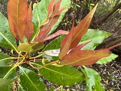 Lophostemon confertus