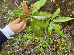 Lophostemon confertus