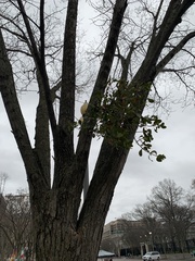 Phoradendron leucarpum