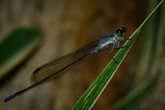 Pseudagrion