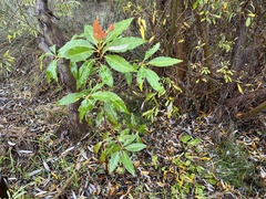 Lophostemon confertus
