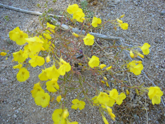 Camissonia kernensis gilmanii