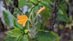 Crossandra infundibuliformis