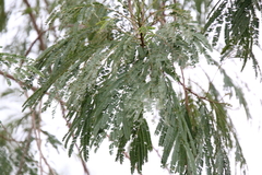 Leucaena pulverulenta