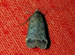 Anacampsis innocuella