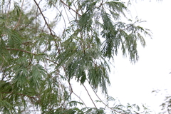 Leucaena pulverulenta
