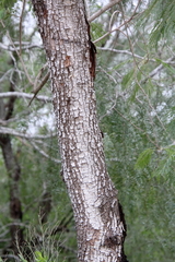 Leucaena pulverulenta