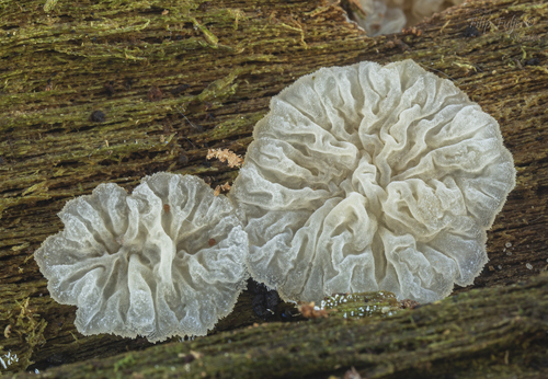 Representative image of Lilaceophlebia