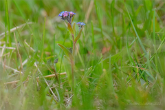 Myosotis imitata