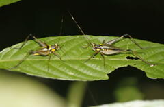 Nisitrus