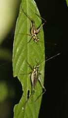 Nisitrus