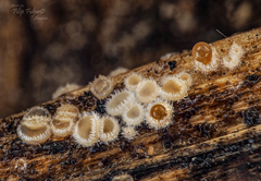 Trichopeziza mollissima