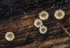 Trichopeziza mollissima