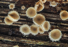Trichopeziza mollissima