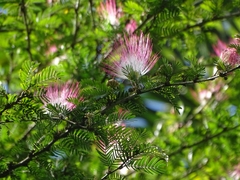 Calliandra surinamensis