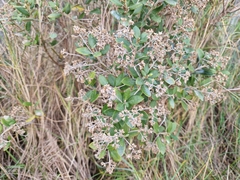 Olearia avicenniifolia