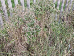 Olearia avicenniifolia