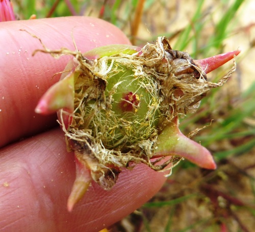 Image of Hymenogyne glabra by (c) linkie, some rights reserved (CC BY)