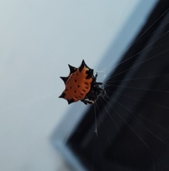 Gasteracantha cancriformis