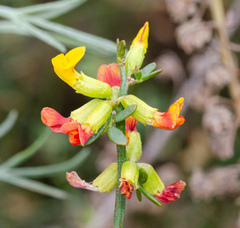 Acmispon junceus junceus