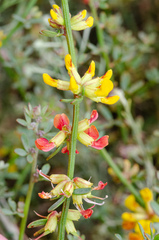 Acmispon junceus junceus