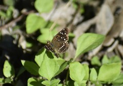 Anthanassa texana texana