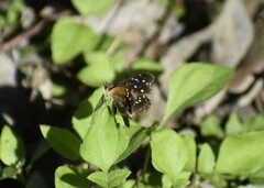 Anthanassa texana texana