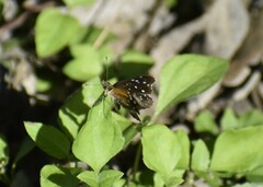 Anthanassa texana texana