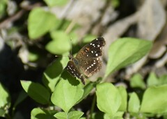 Anthanassa texana texana