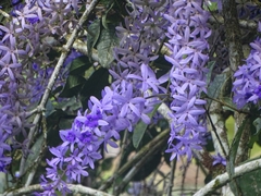 Petrea volubilis
