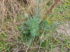 Linaria purpurea
