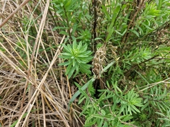Linaria purpurea